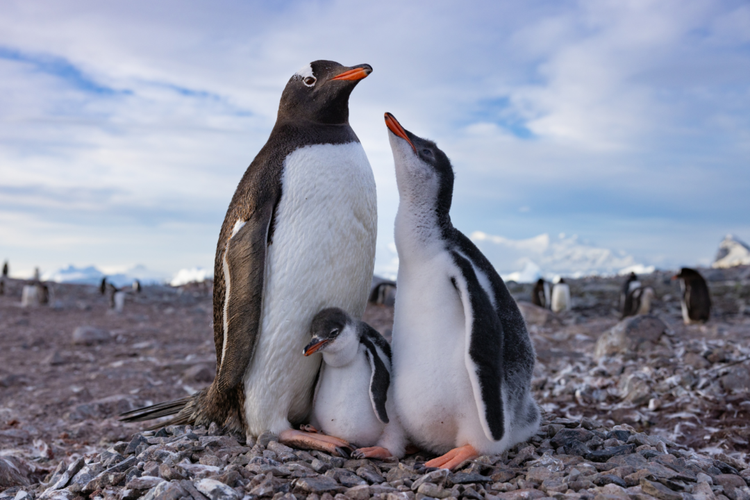 Little Penguins Return to Tasmania After Absence