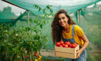 How to Choose the Right Tomato Breed to Grow for Eating, Canning, and Cooking