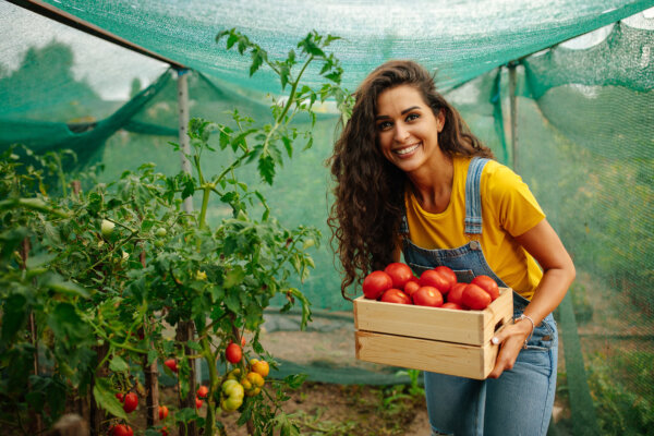 How to Choose the Right Tomato Breed to Grow for Eating, Canning, and Cooking