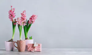 Mother’s Day Flowers