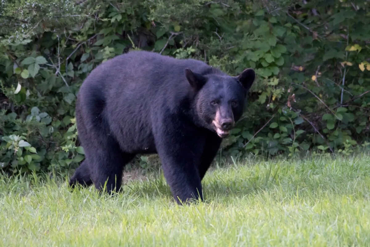 A black bear in a file photo. (Charles Flachs/Shutterstock)