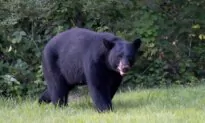 Bear Involved in Deaths of 2 People in Northern Saskatchewan