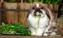 Grass Hay Should Be Freely Available To Pet Rabbit