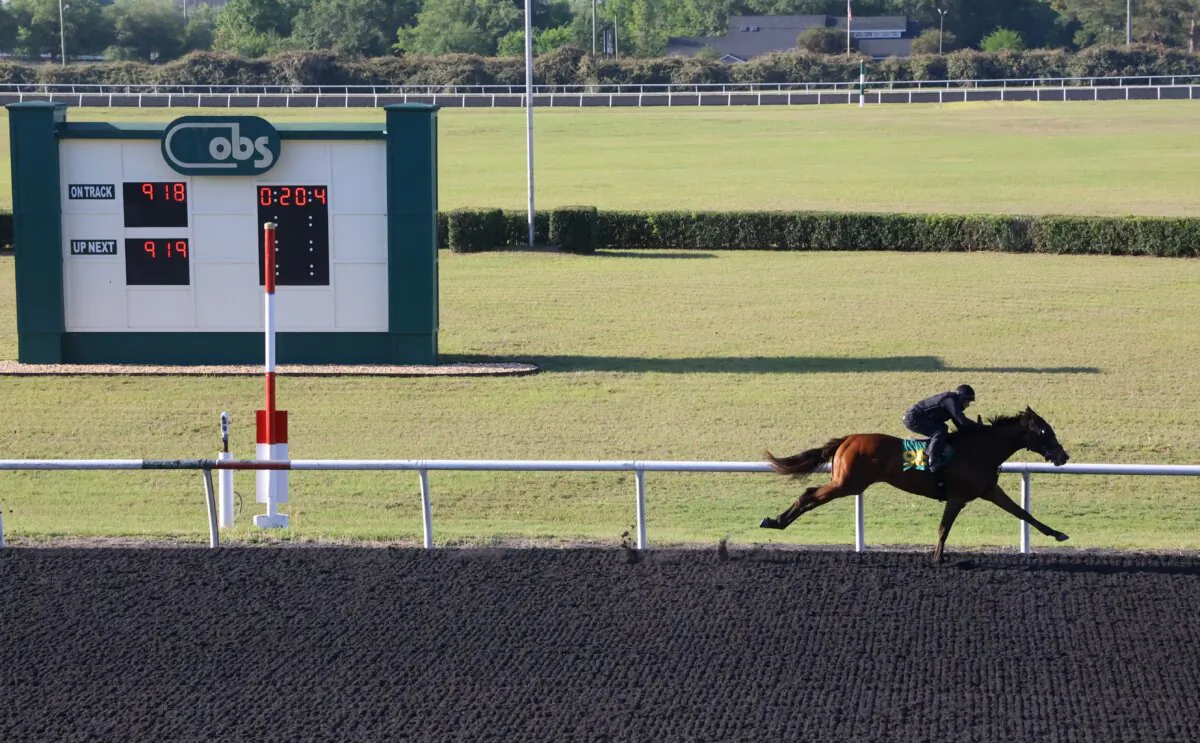A 2-year-old thoroughbred offered in an auction at the Ocala Breeders' Sales facility gallops past potential buyers on April 10, 2025. (Natasha Holt/The Epoch Times)