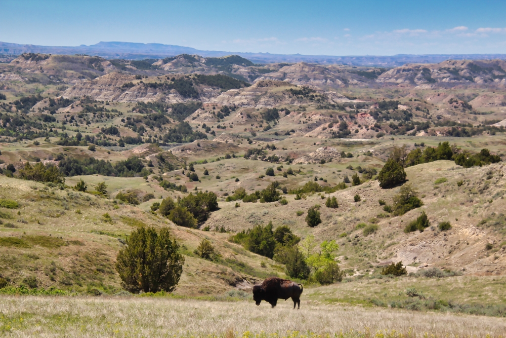 A lone buffalo in Theodore Roosevelt National Park