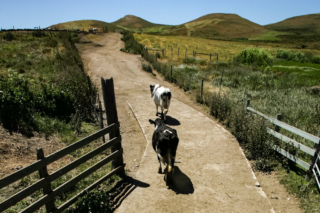 End of Ranching in Iconic California Community Signals Bigger War on Land Use in West