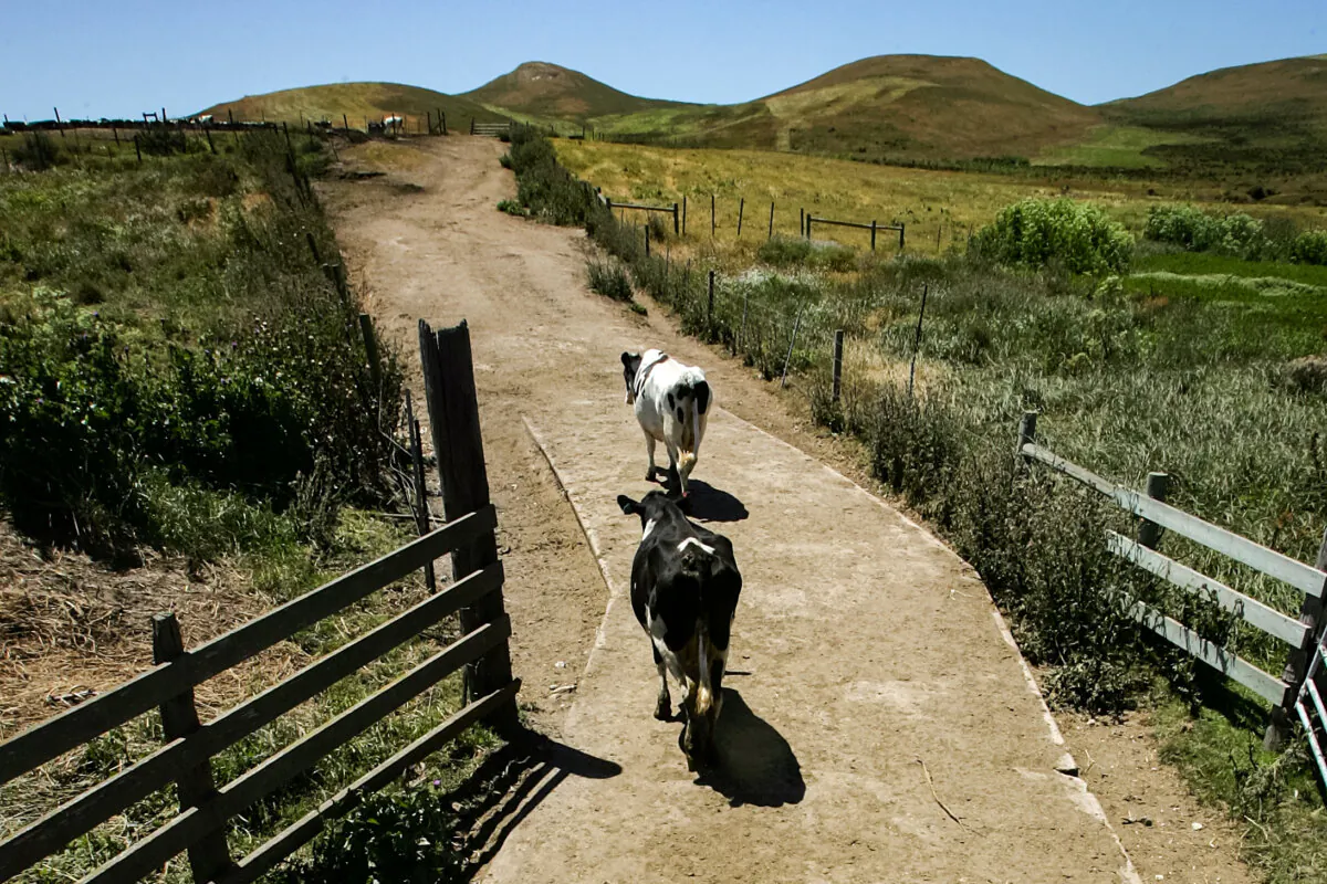 Cows walk out to pasture after being milked at a dairy in Point Reyes Station, Calif., on June 12, 2007. (Justin Sullivan/Getty Images)