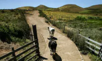 End of Ranching in Iconic California Community Signals Bigger War on Land Use in West