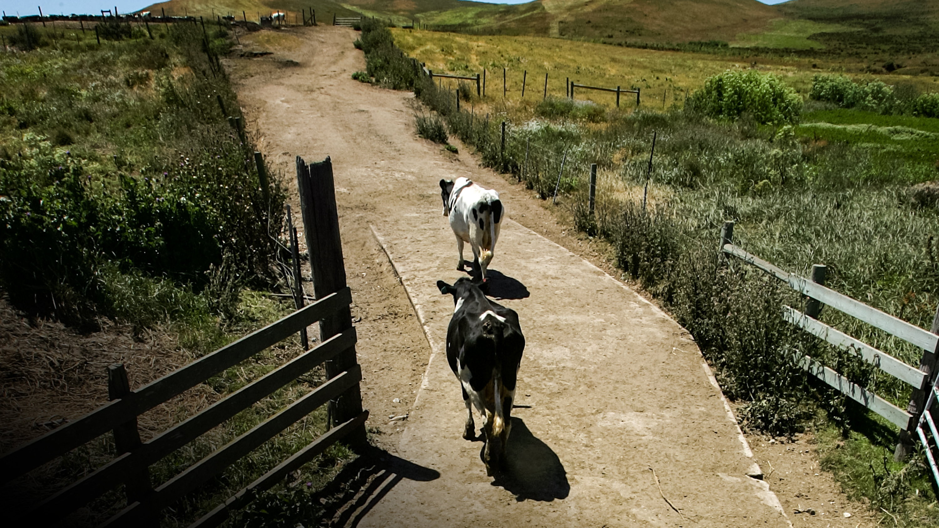 End of Ranching in Iconic California Community Signals Bigger War on Land Use in West