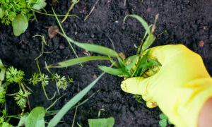 Best Nontoxic, Organic, Safe, and Cheap Weed Control for Yard and Garden