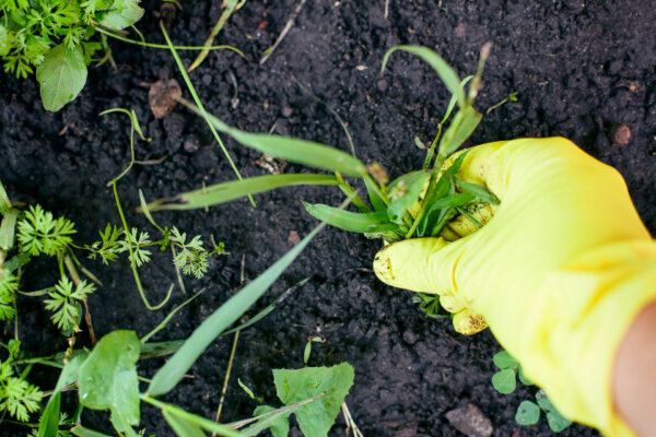 Best Nontoxic, Organic, Safe, and Cheap Weed Control for Yard and Garden
