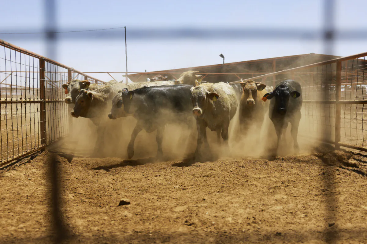 Cattle are held in a corral before being exported to the United States through the Jeronimo-Santa Teresa border crossing after Agriculture Secretary Brooke Rollins announced an agreement with Mexico on the management of the New World screwworm at the Chihuahua Regional Livestock Union facility, outside Ciudad Juarez, Mexico, on April 29, 2025. (Jose Luis Gonzalez/Reuters)