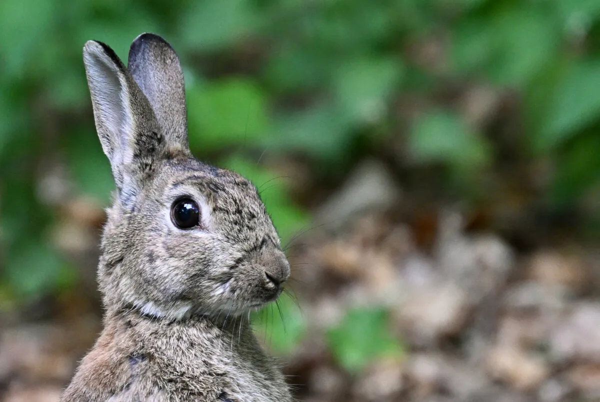 A rabbit looks on at the Tiergarten park in Berlin, Germany, on May 12, 2025. (Photo by RALF HIRSCHBERGER/AFP via Getty Images)