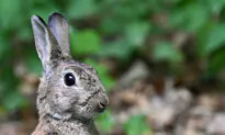 Calgary Man Sentenced to 8 Years for Torturing and Killing Pet Rabbits