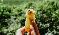 Bees Give Us Food, Pollination, and Natural Medicines—and They’re Disappearing
