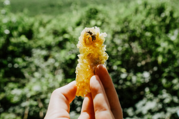 Bees Are Behind Our Food and Natural Medicines—And They’re Disappearing