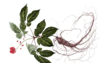 Red Ginseng: The Ancient Root Fueling Modern Brain Health and Longevity