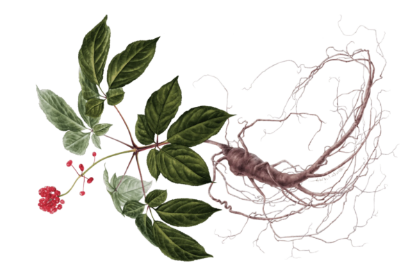Red Ginseng: The Ancient Root Fueling Modern Brain Health and Longevity