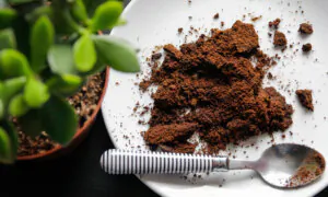 Capable Coffee Grounds: Uses Beyond the Morning Cuppa   