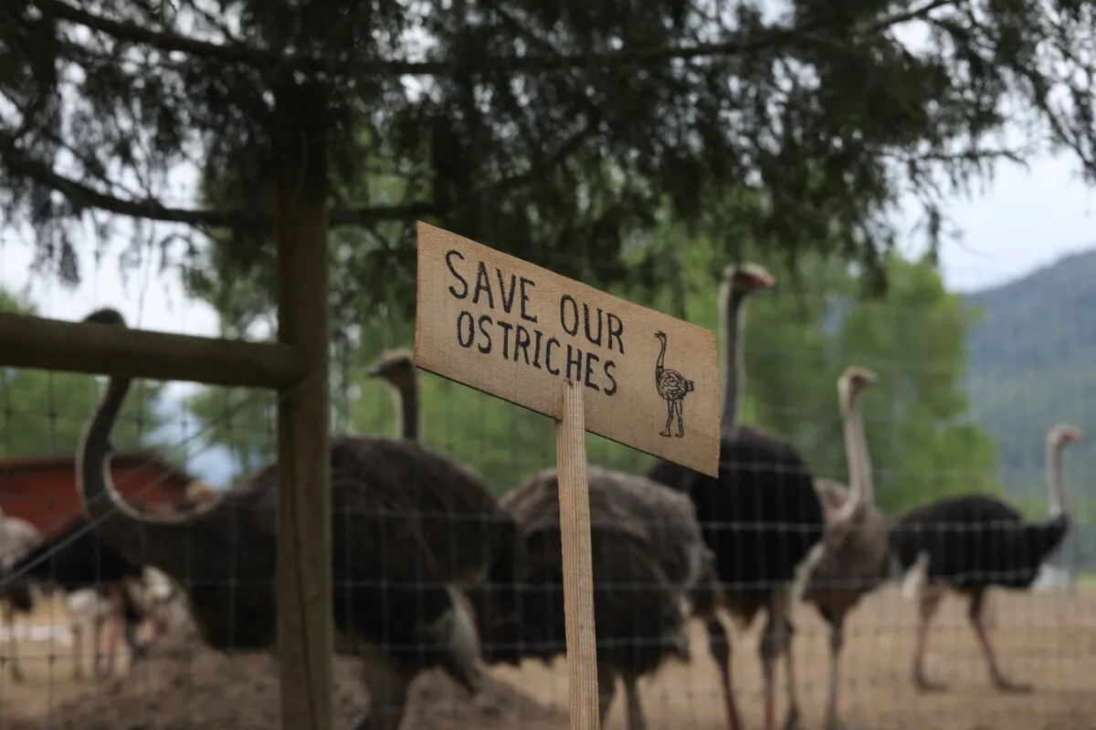 A sign calling for the protection of ostriches at the Universal Ostrich Farms is displayed at the farm in Edgewood, B.C., on May 17, 2025. (The Canadian Press/Aaron Hemens)