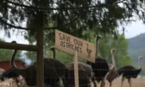 How a Federal Cull Order Put a BC Ostrich Farm in the International Spotlight