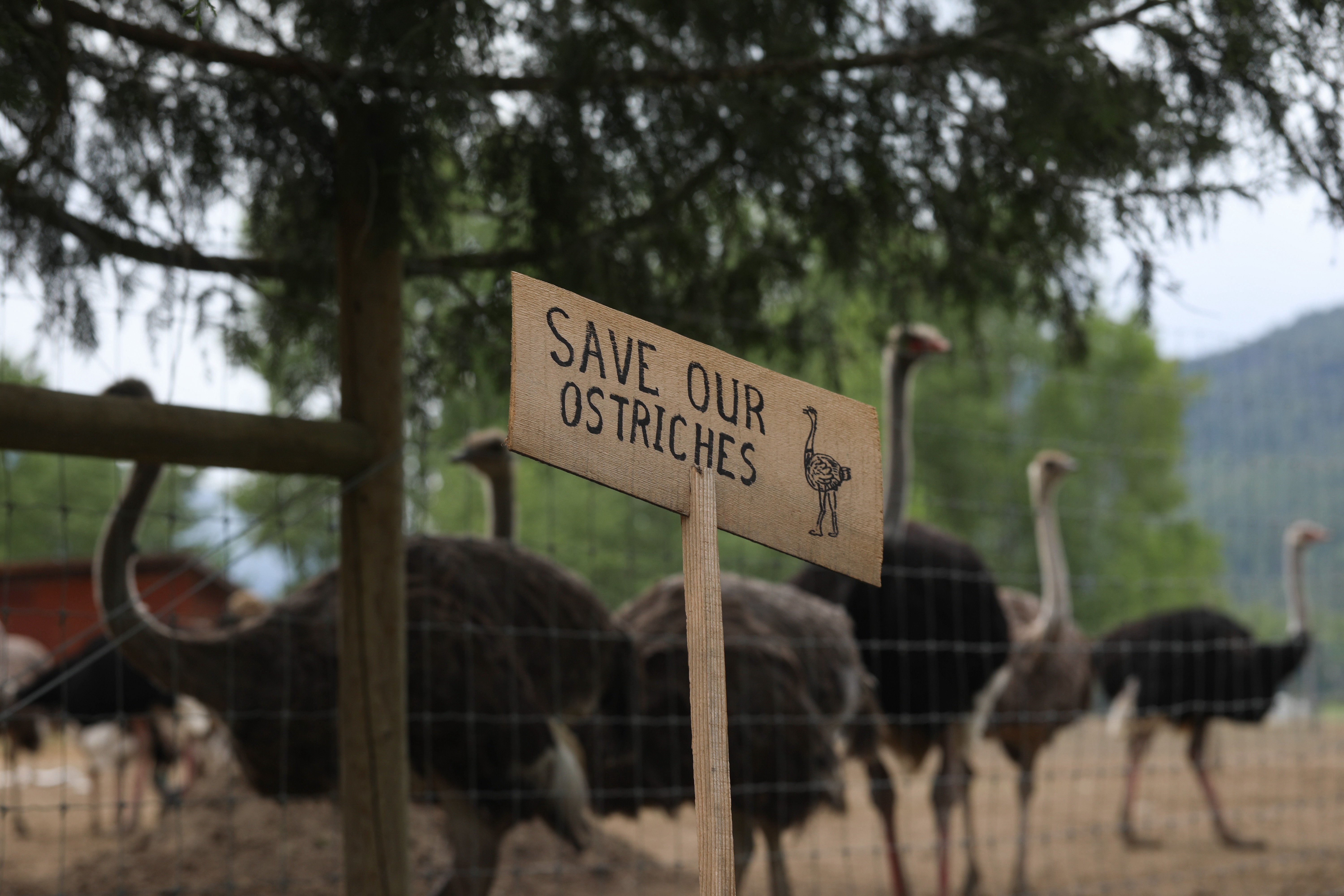 How a Federal Cull Order Put a BC Ostrich Farm in the International Spotlight