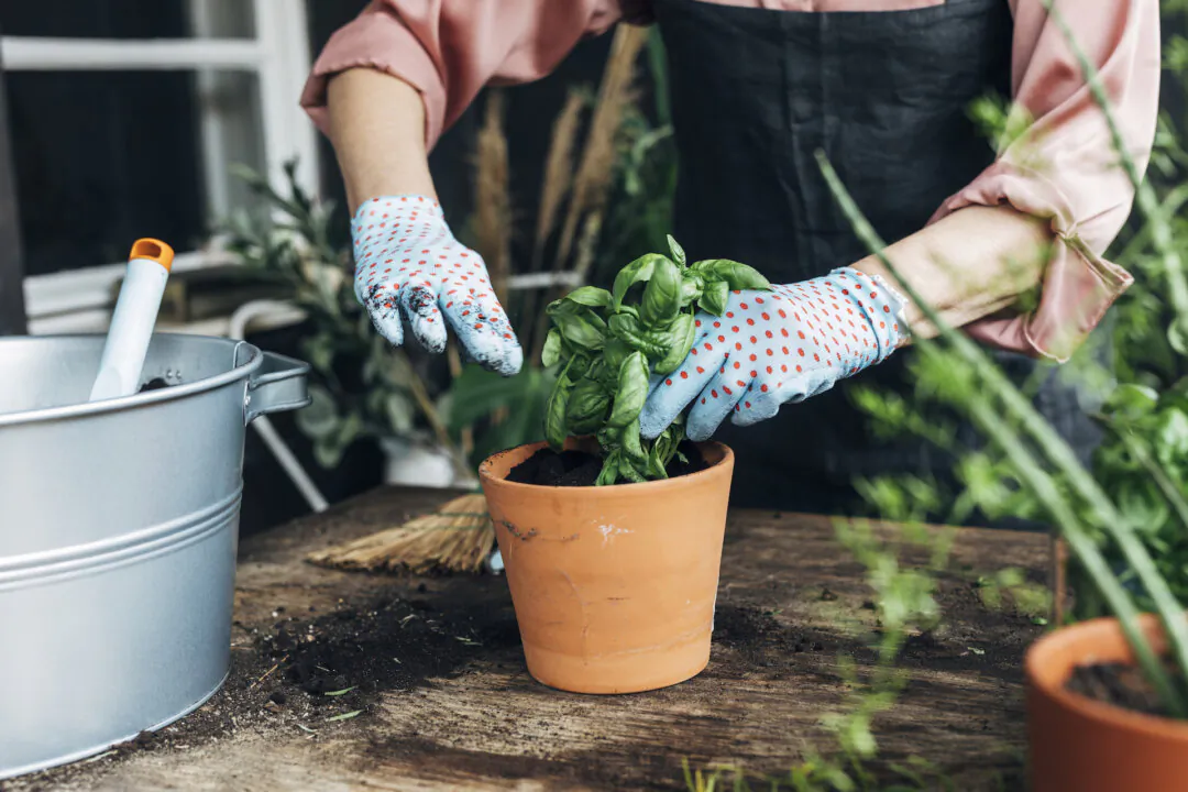 7 Must-Know Tips for Growing Herbs in Pots