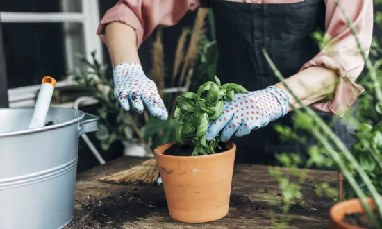 7 Must-Know Tips for Growing Herbs in Pots
