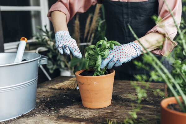7 Must-Know Tips for Growing Herbs in Pots