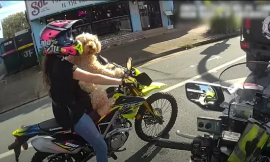 ‘I Got It From Temu’: Woman Fined for Riding Motorbike With Dog Strapped to Chest