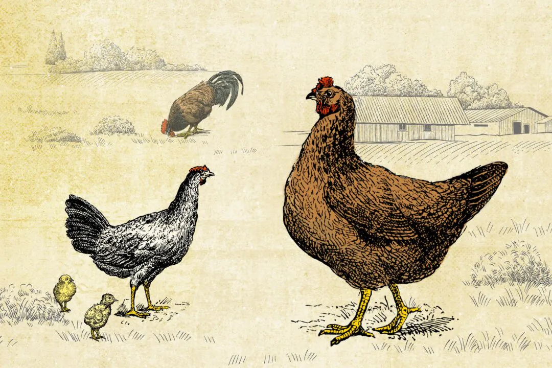 (Illustration by The Epoch Times, Shutterstock)