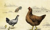 Decoding Egg Labels: From Cage-Free to Pasture-Raised