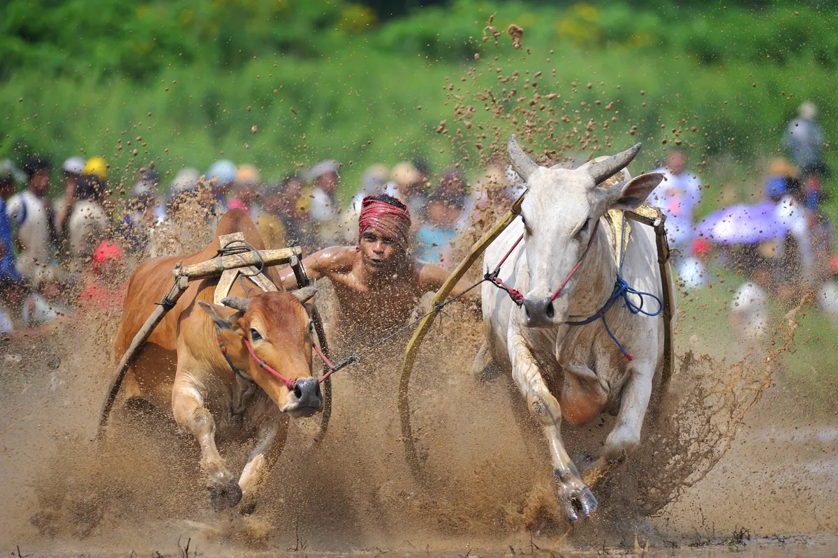 “Pacu Jawi” by Hubert Januar (Indonesia).  Society & Humanity category Silver Award winner of the Third NTD International Photography Competition. (Courtesy of the NTD International Photography Competition) 
