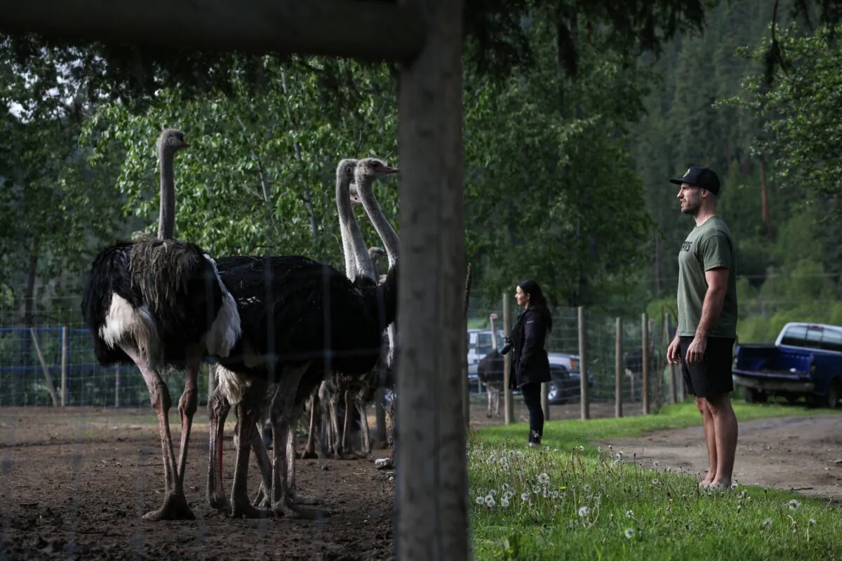 Supporters of Universal Ostrich Farms stand near ostriches at the farm’s property in Edgewood, B.C., on May 17, 2025. (The Canadian Press/Aaron Hemens)