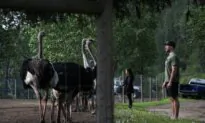 BC Ostrich Farm Granted Interim Stay Against Cull Order