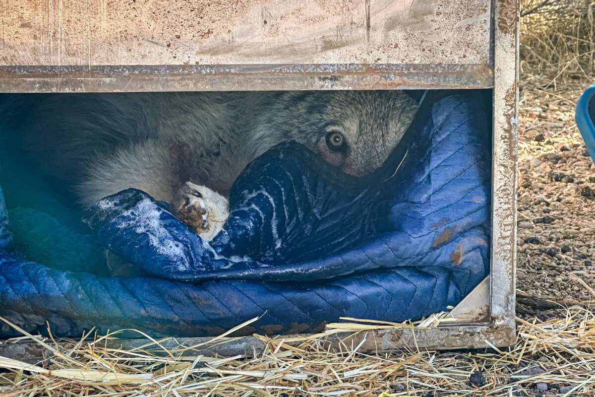 A female gray wolf of the Whaleback Pack is collared and set to be released, in Siskiyou County, California. (Courtesy of Debbie Bacigalupi)