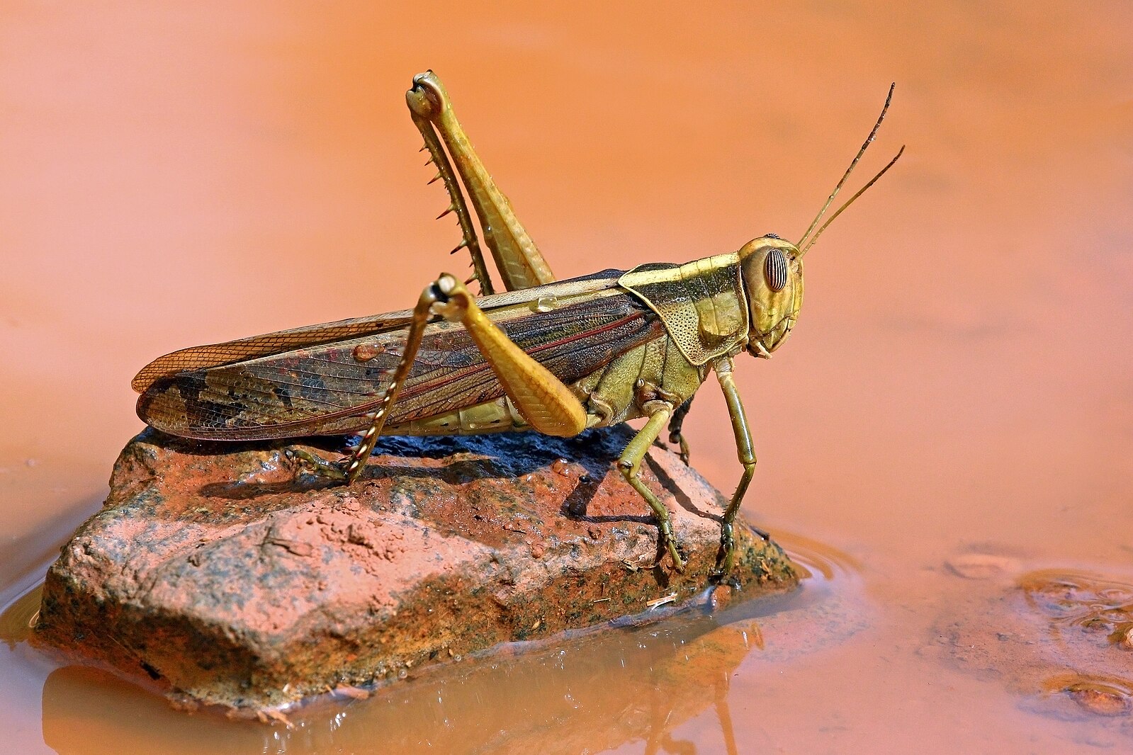 Garden locust 