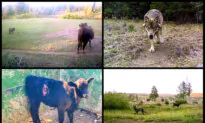 Wolves Wreak Havoc on Cattle Herds in California