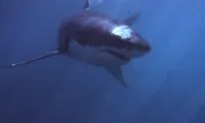 Documentary Takes Deep Dive Into Making of ‘Jaws’ to Celebrate Film’s 50th Anniversary