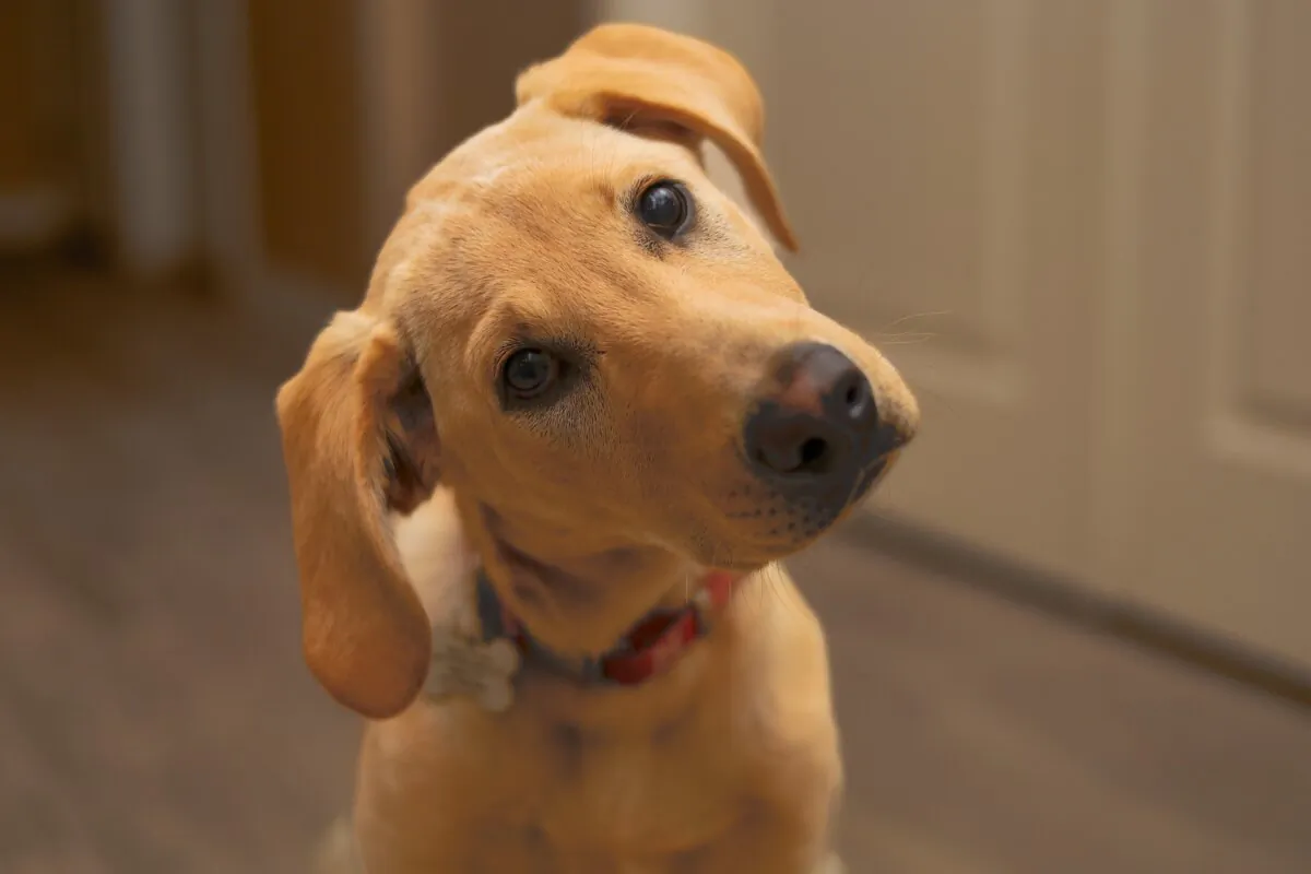 Heading tilting is a sign of intelligence in dogs. (Badger13/Shutterstock)