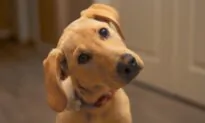Head Tilting More Common Among Smart Dogs