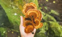 Reishi Mushroom: An Ancient Mushroom for Modern Health Benefits