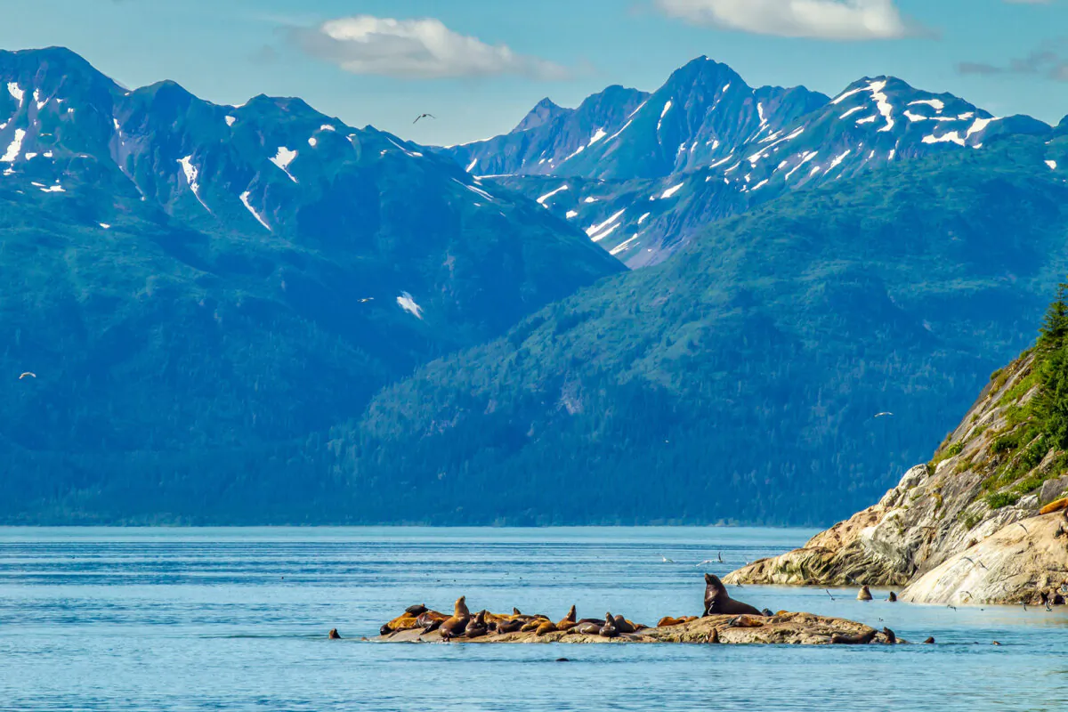 Steller sea lions are the largest species of sea lion, with adult males weighing up to 2,500 pounds and reaching lengths of up to 11 feet. (Danita Delimont/Shutterstock)