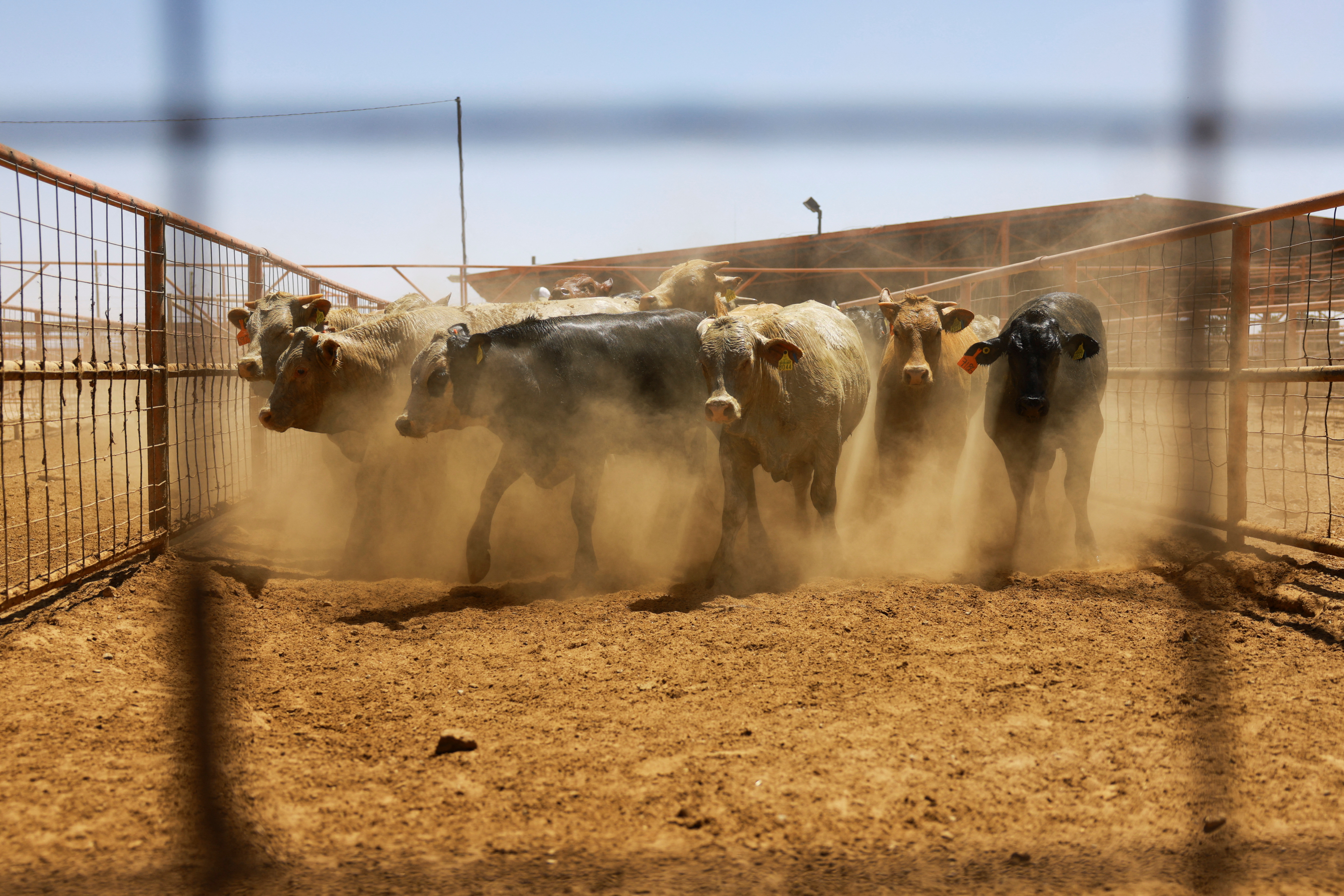 Jeronimo Santa Teresa Crossing Handles Cattle En Route To U S