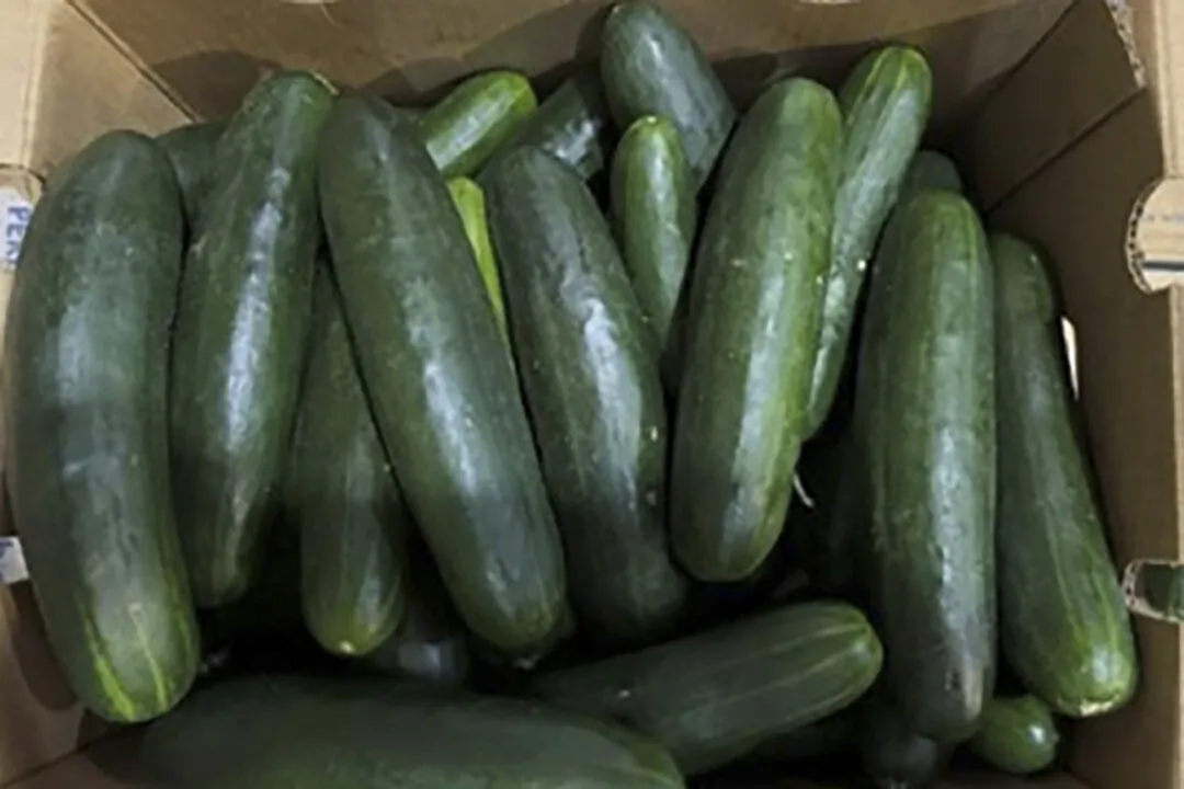 Cucumbers recalled for salmonella. (U.S. Food and Drug Administration via AP)