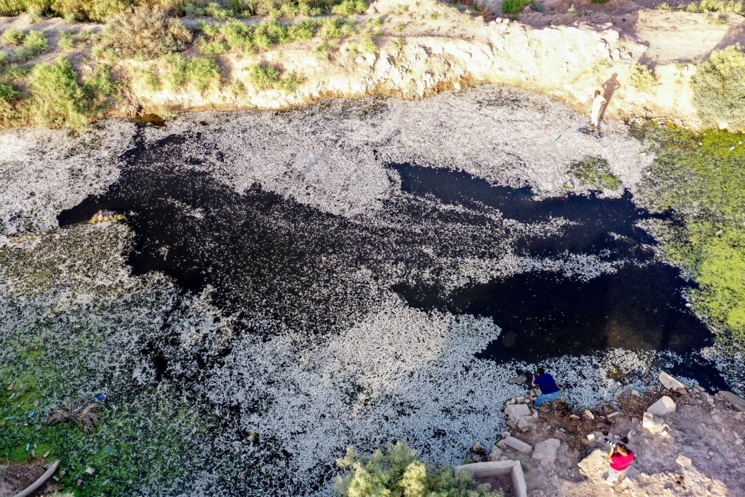 NextImg:Day in Photos: Mass Fish Die-Off, Fire at Geriatric Ward, and Aurora Australis