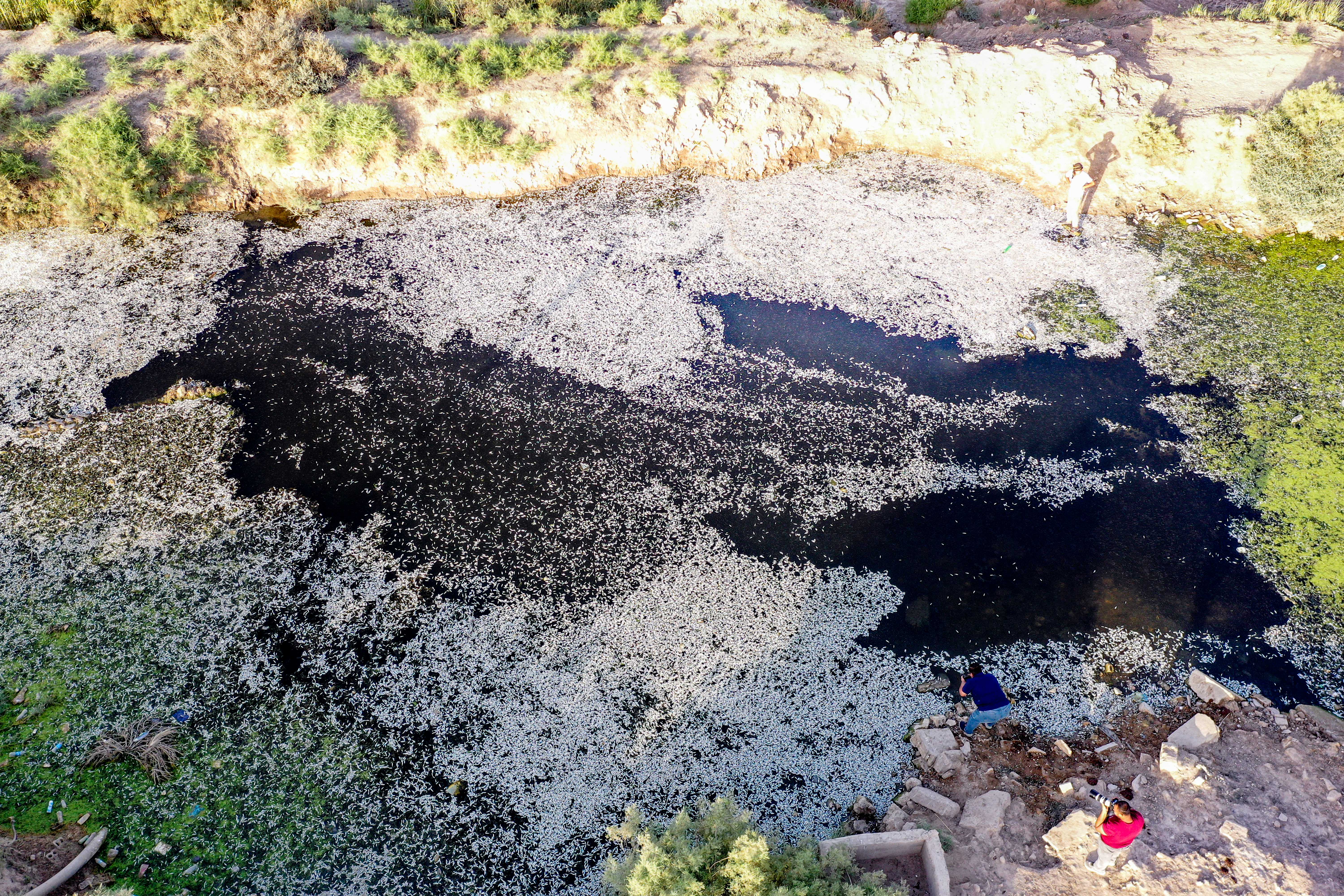 Day in Photos: Mass Fish Die-Off, Fire at Geriatric Ward, and Aurora Australis