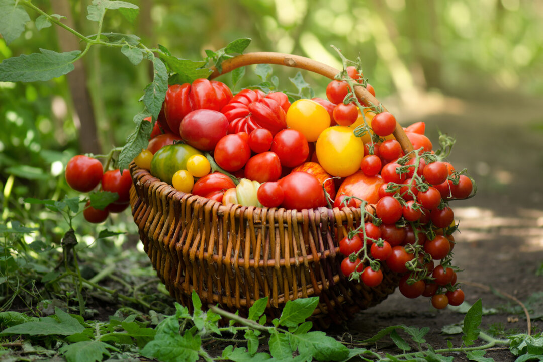 Boost Your Tomato Harvest With These Companion Plants