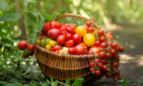 Boost Your Tomato Harvest With These Companion Plants
