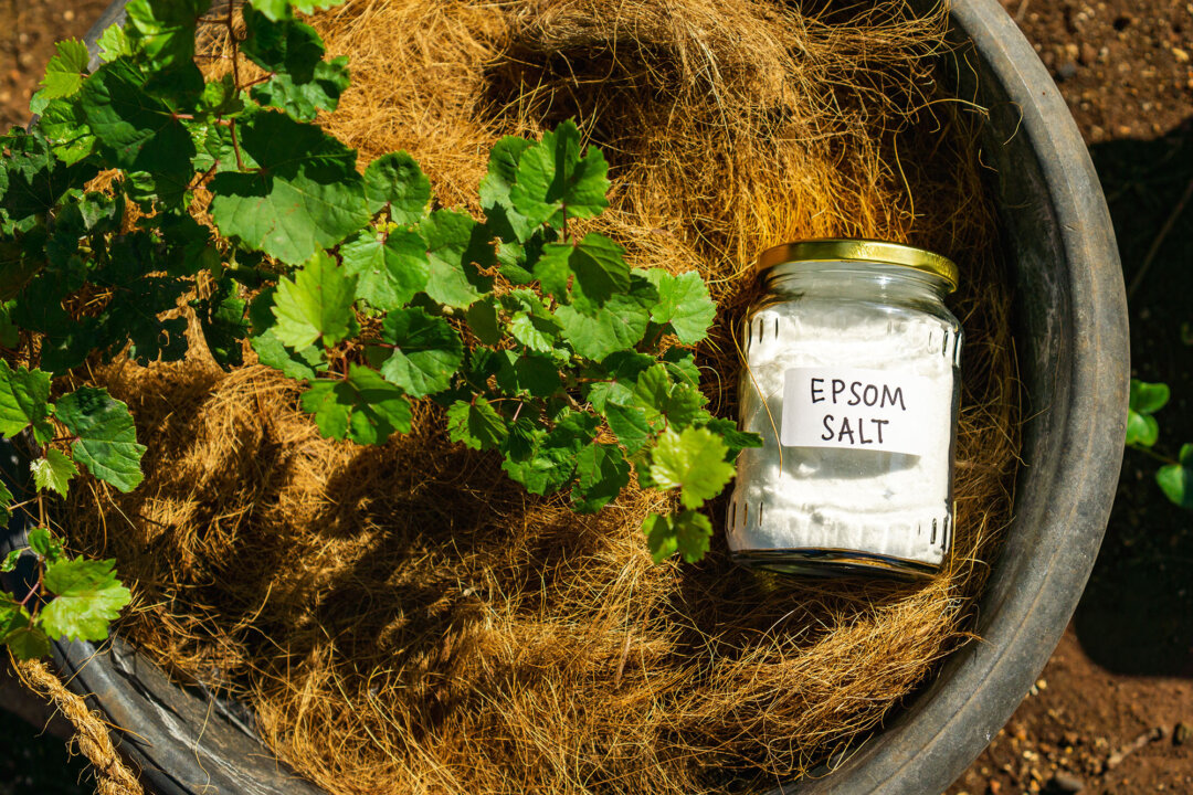 Gardening With Epsom Salt